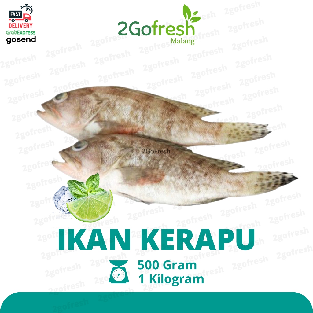

Ikan Kerapu Segar Fresh - Sayur Sayuran