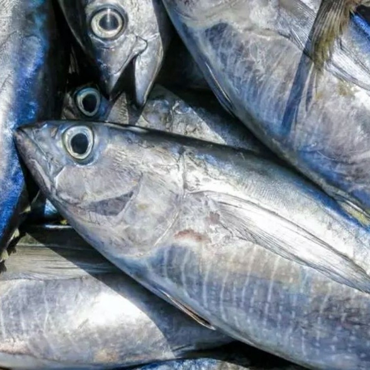 

Ikan Baby Tuna 1 kg