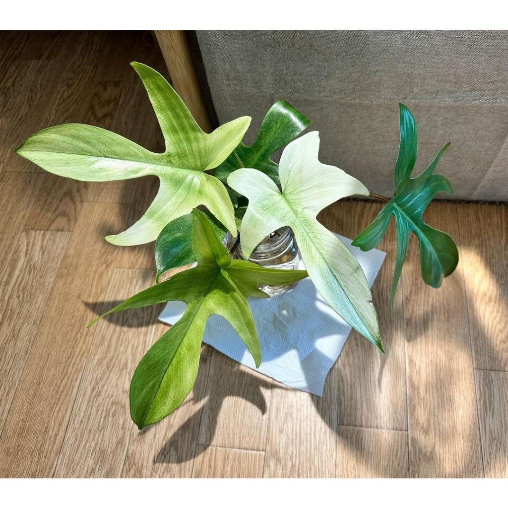 Tanaman bunga Philodendron florida beauty / florida ghost