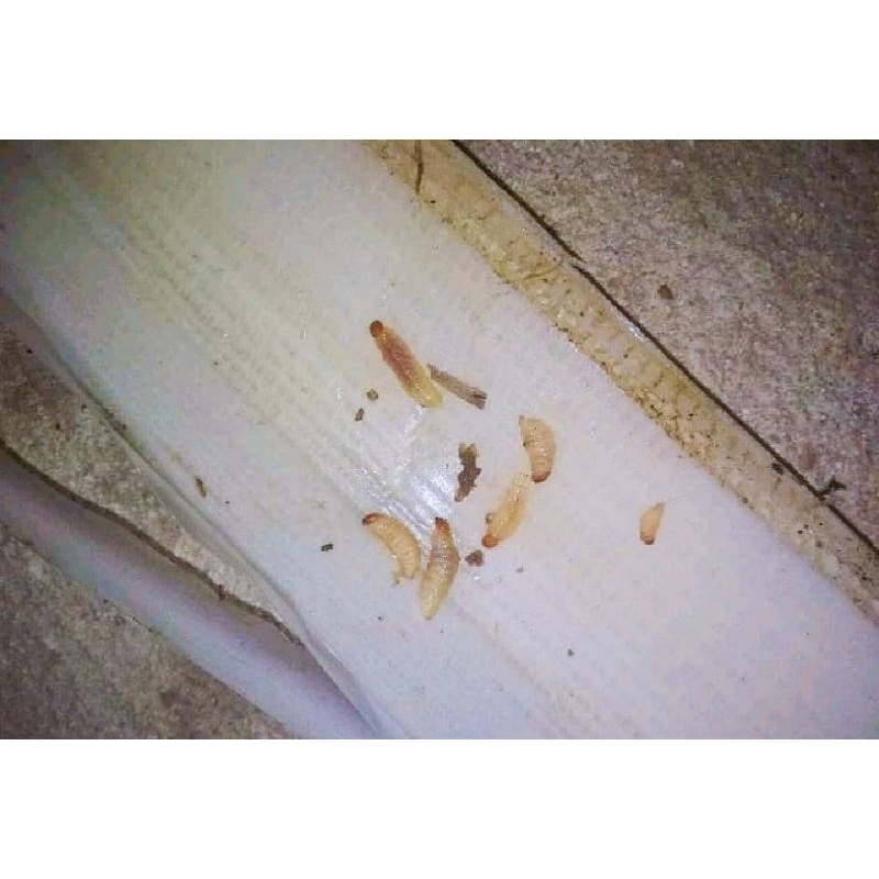 ulat pohon pisang umpan mancing