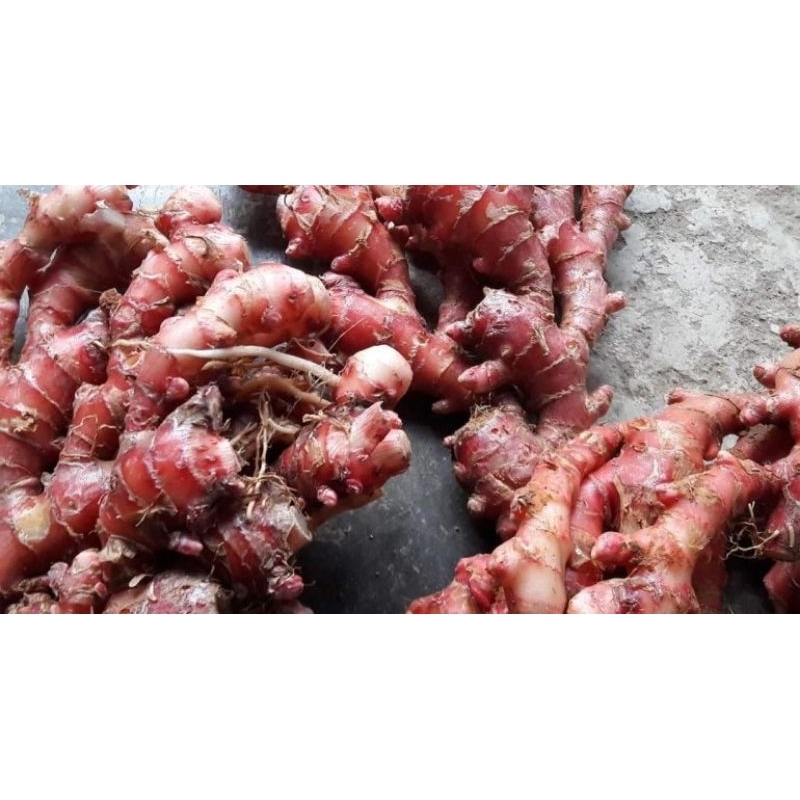 

jahe merah jahe mprit super pedas 1kg