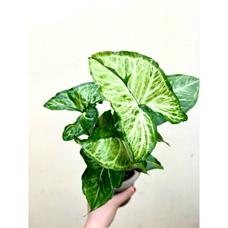 SYNGONIUM GREEN BEAUTY / PANDAN TWISTER