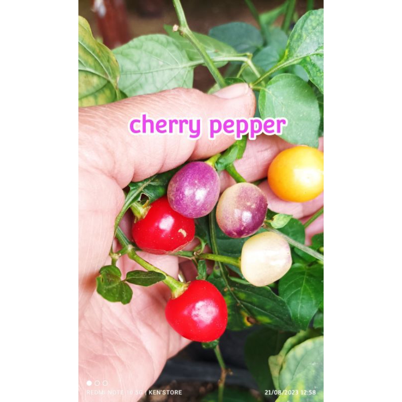

cherry peppers