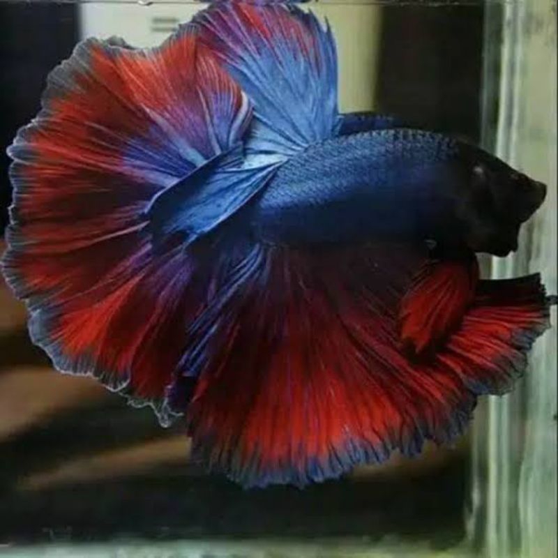 ikan cupang halfmoon