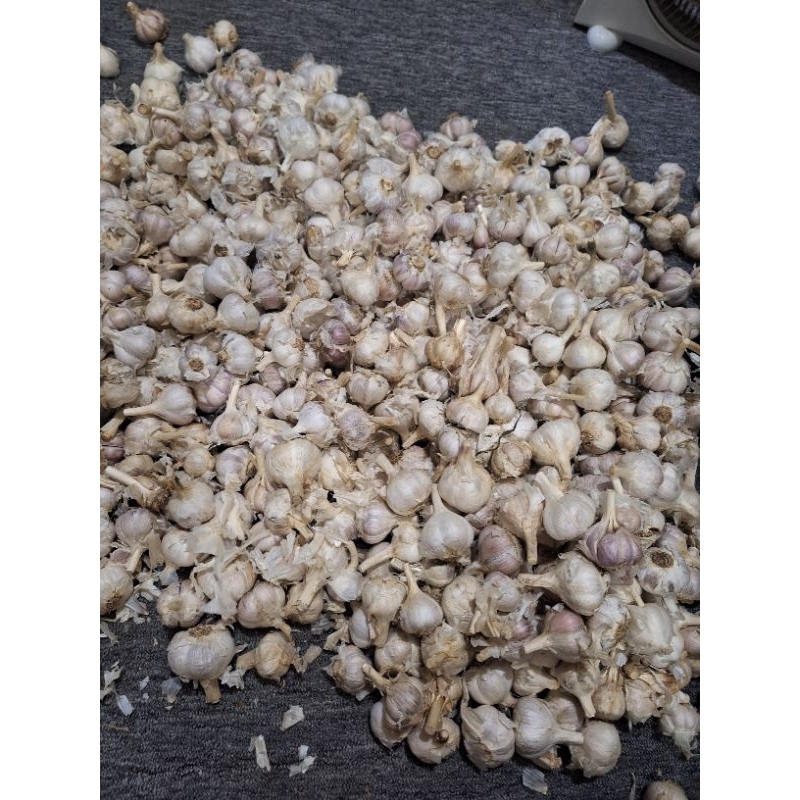 

Bawang Putih Kating