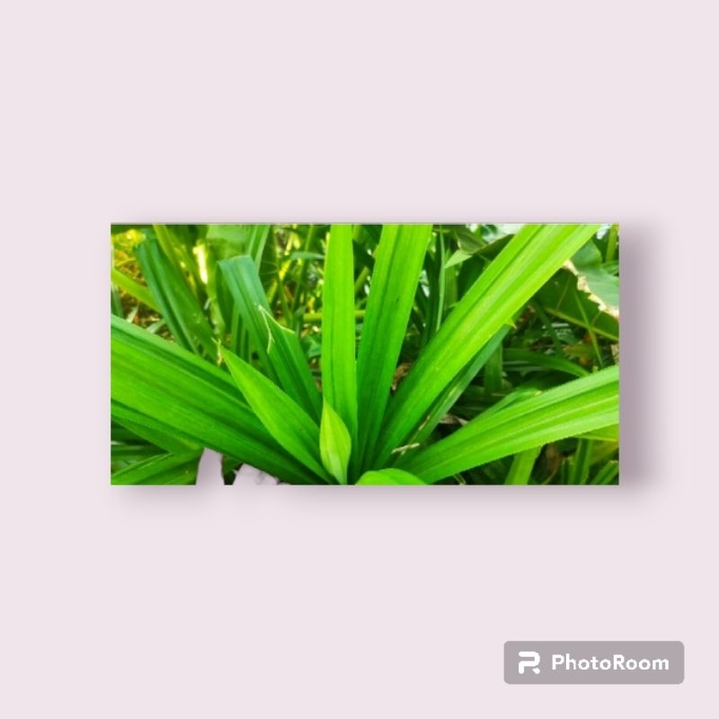 

Jual Daun Pandan Fresh Kirim Cepat