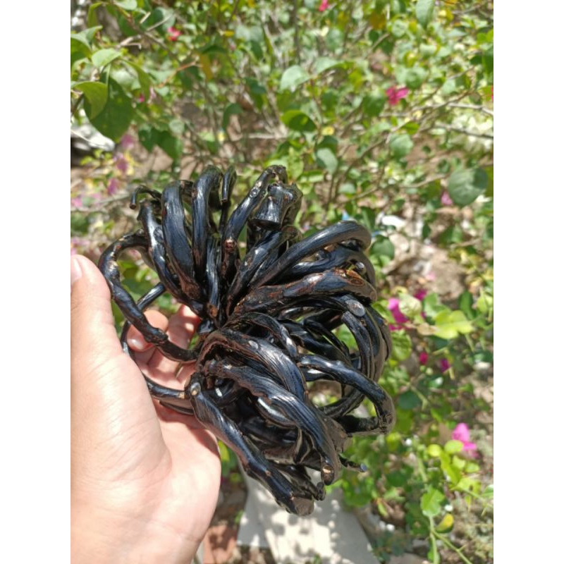 Gelang akar bahar hitam size kantoran