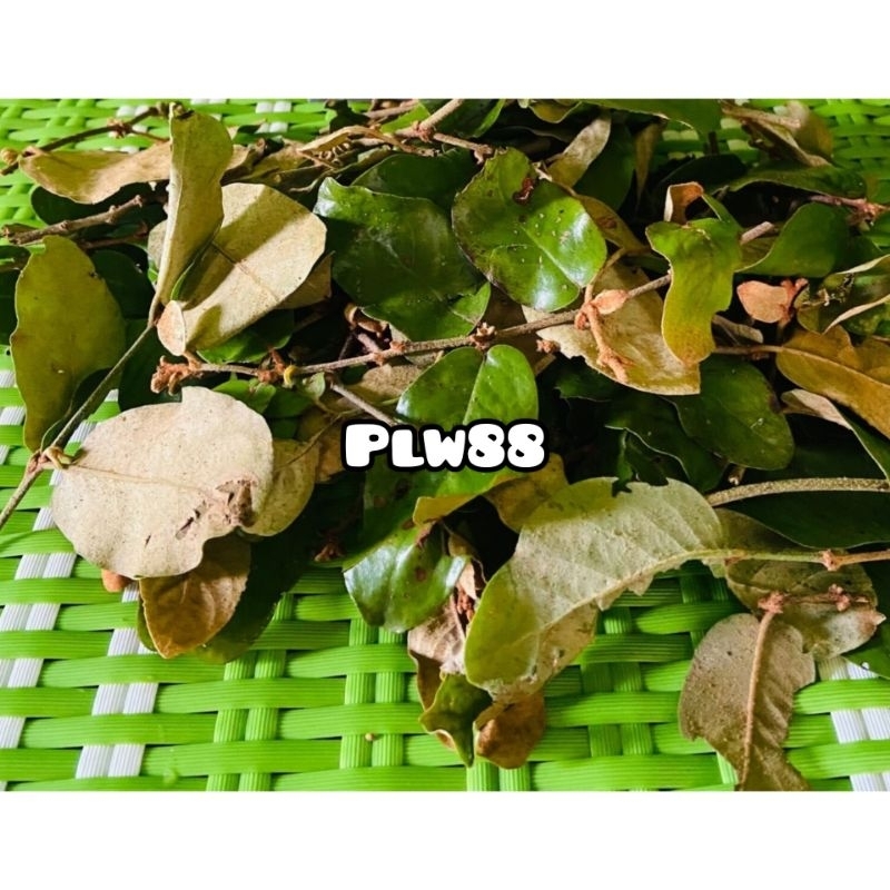 Benalu kopi segar / benalu pohon kopi segar 500 gram