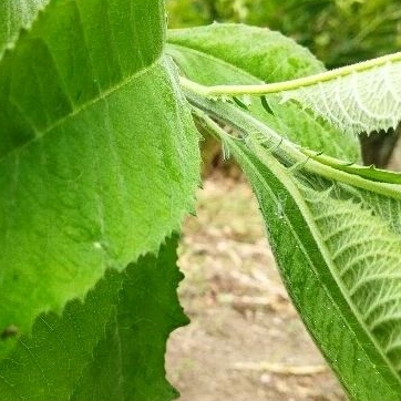 

DAUN SEMBUNG UNTUK KESEHATAN