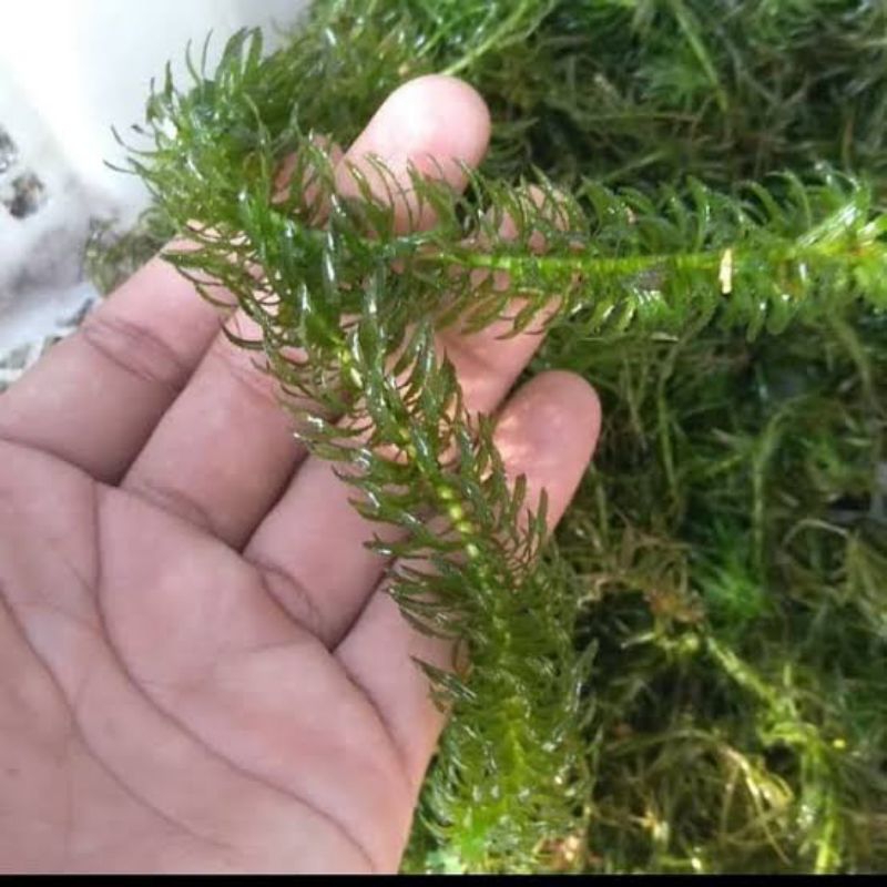 Tanaman Aquascape Hiasan Aquarium Ganggang air Hydrila