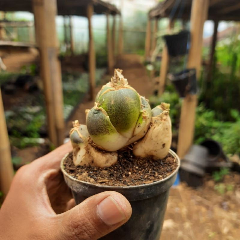 ledebouria socialis caudex