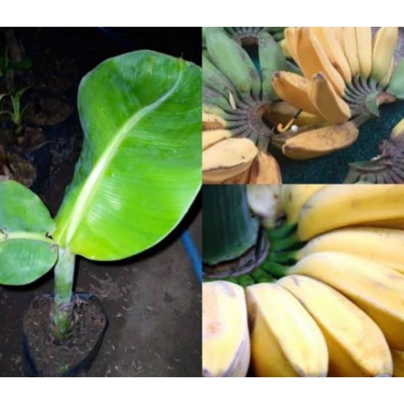 bibit pisang kepok kuning