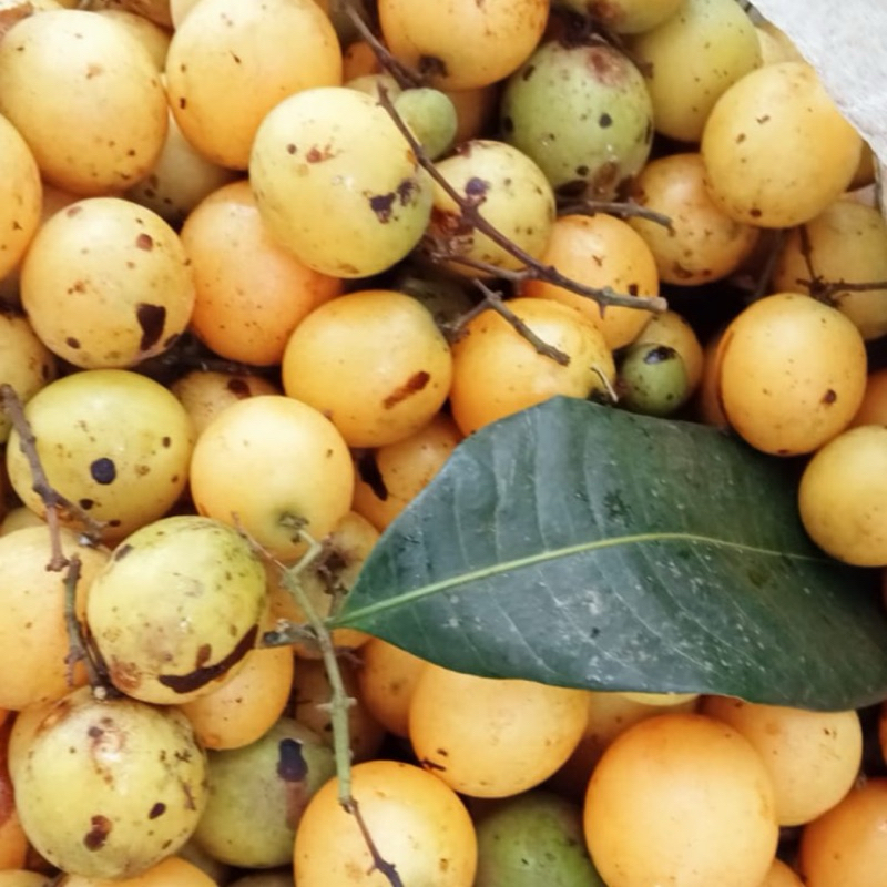 Buah Gandaria Jatake Matang