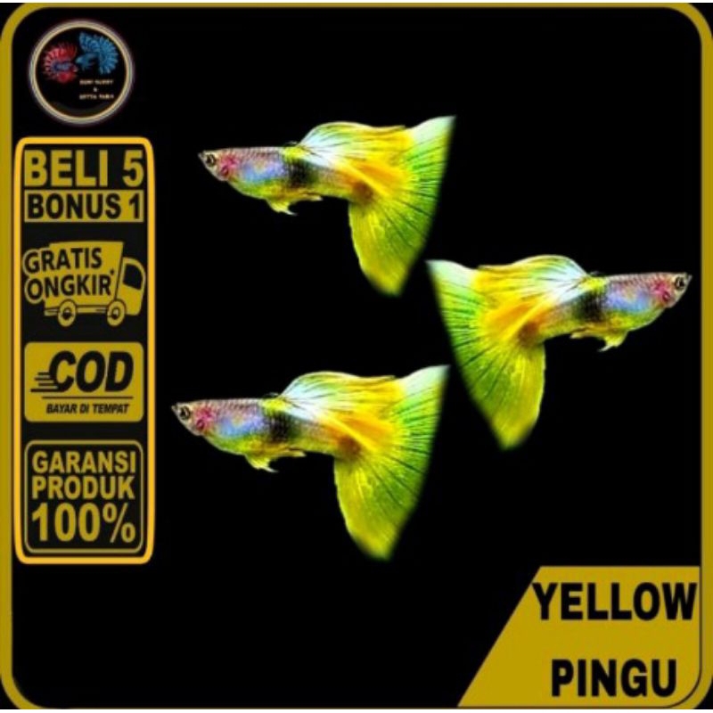 

packing seterofom (Guppy yellow pingu)