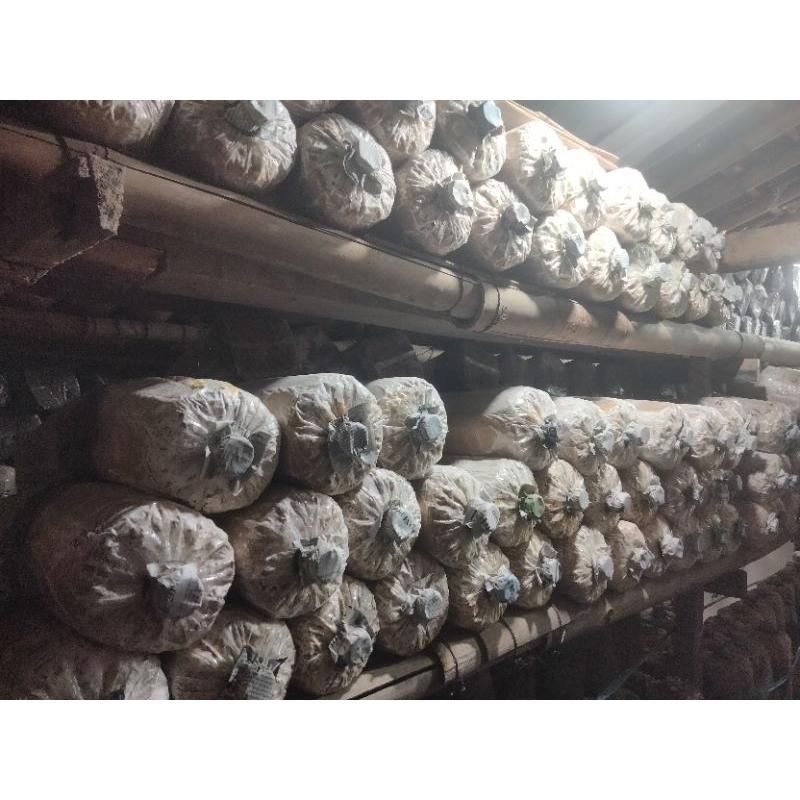 

Baglog Jamur Tiram Murah Siap Tumbuh