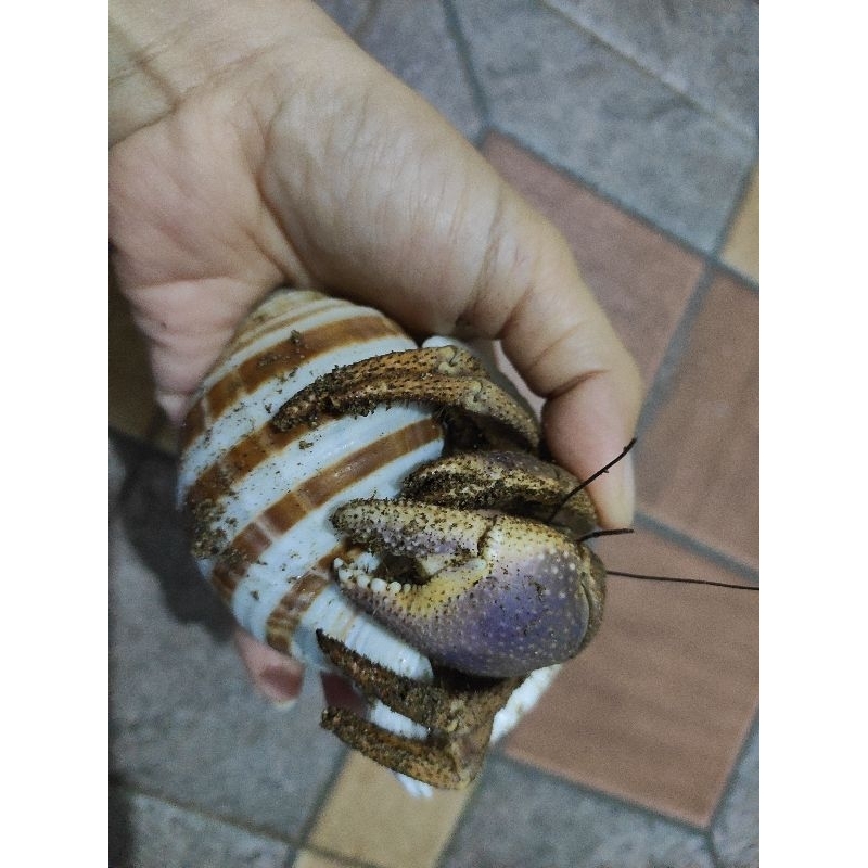 mainan kelomang size XXL cangkang tonna