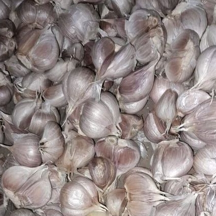 

Bawang putih kating besar segar 500gr