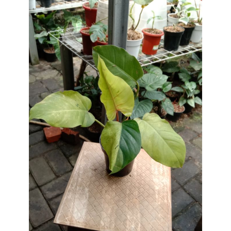 philodendron snowdrift variegated