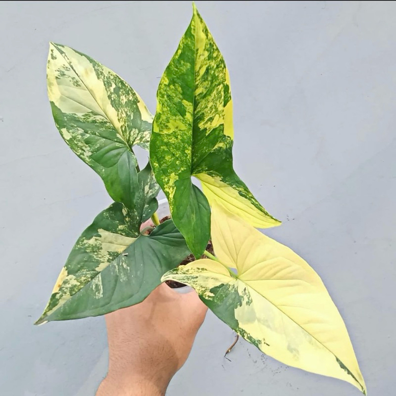 Tanaman hias syngonium varigata yellow - Syngonium yellow varigata