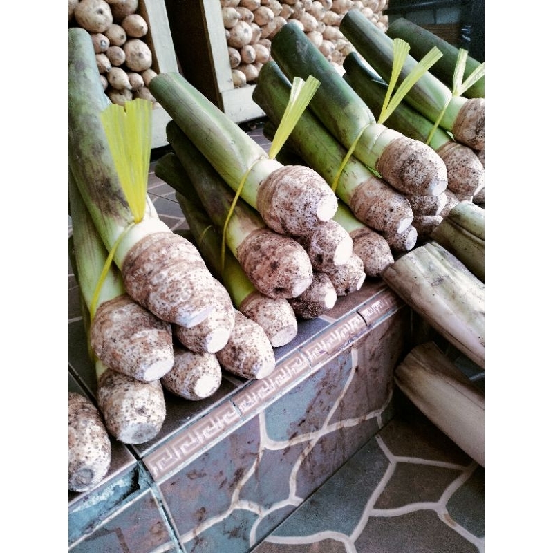 

Buah Talas Bogor Ukuran Kecil Isi 5-6 Buah ( Tidak Bisa COD di Shopee)