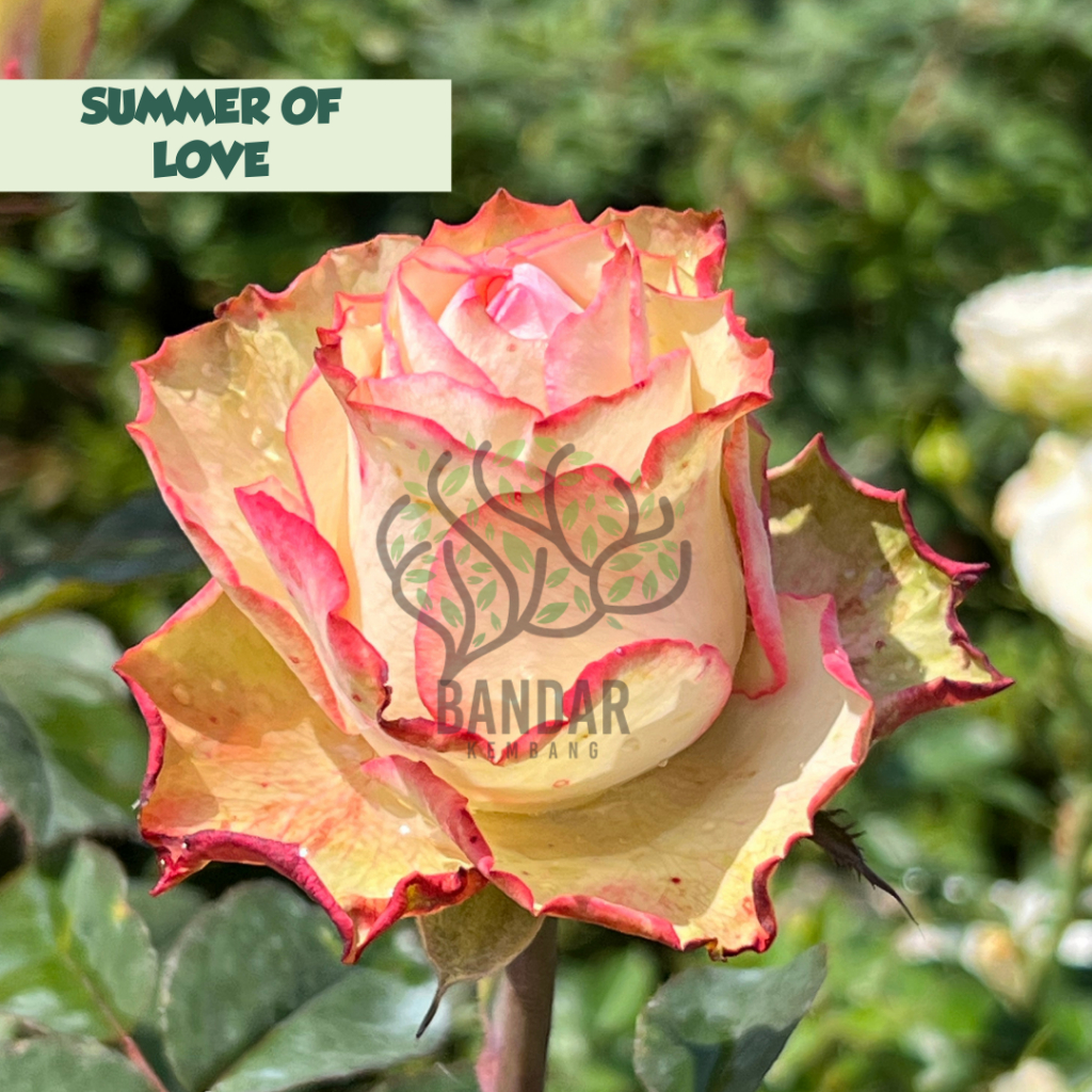 Bunga Mawar Premium Import Summer Of Love Sudah Berbunga