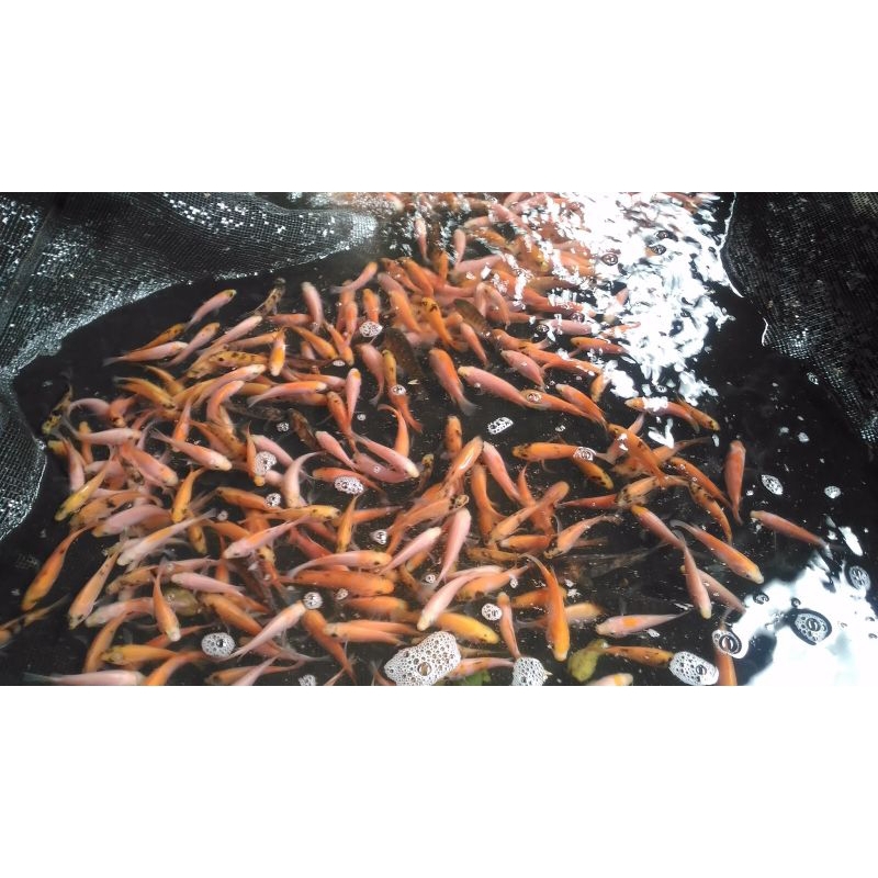 

ikan nila merah konsumsi 20 ekor