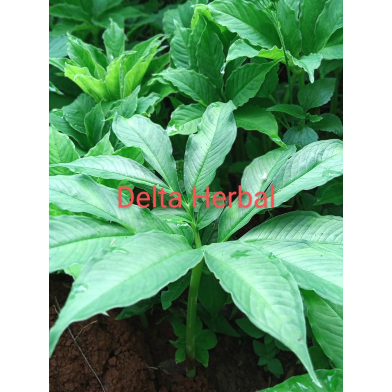 Benih Porang/ iles siap tanam