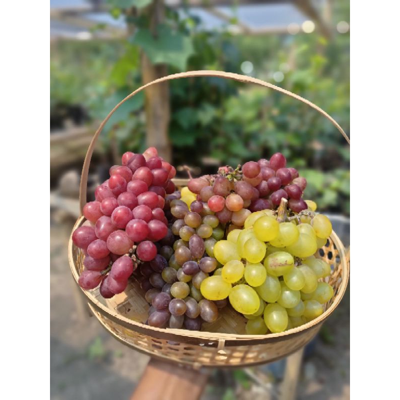 

buah anggur kemasan siap makan