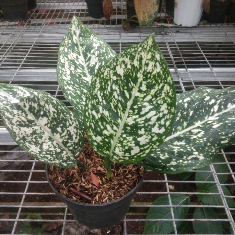 Aglonema Big Leaf