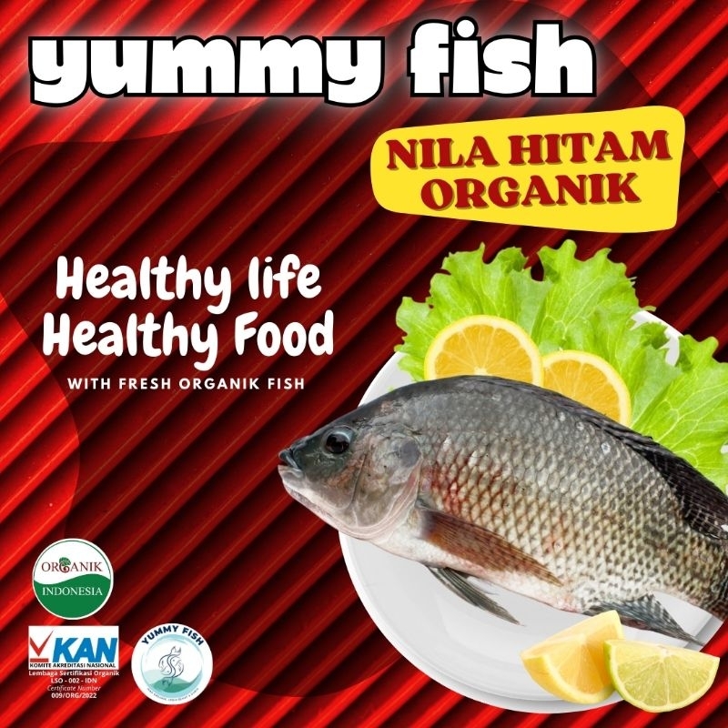 

IKAN NILA HITAM KUALITAS ORGANIK 600 - 700 gram