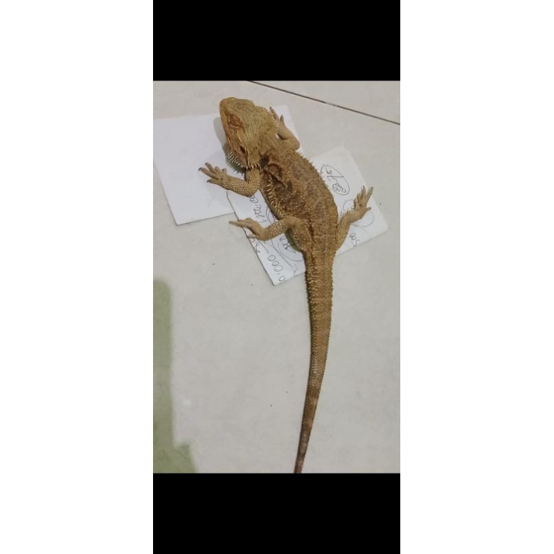 bearded dragon
