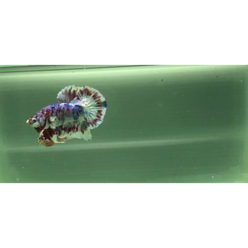 cupang red barongsai