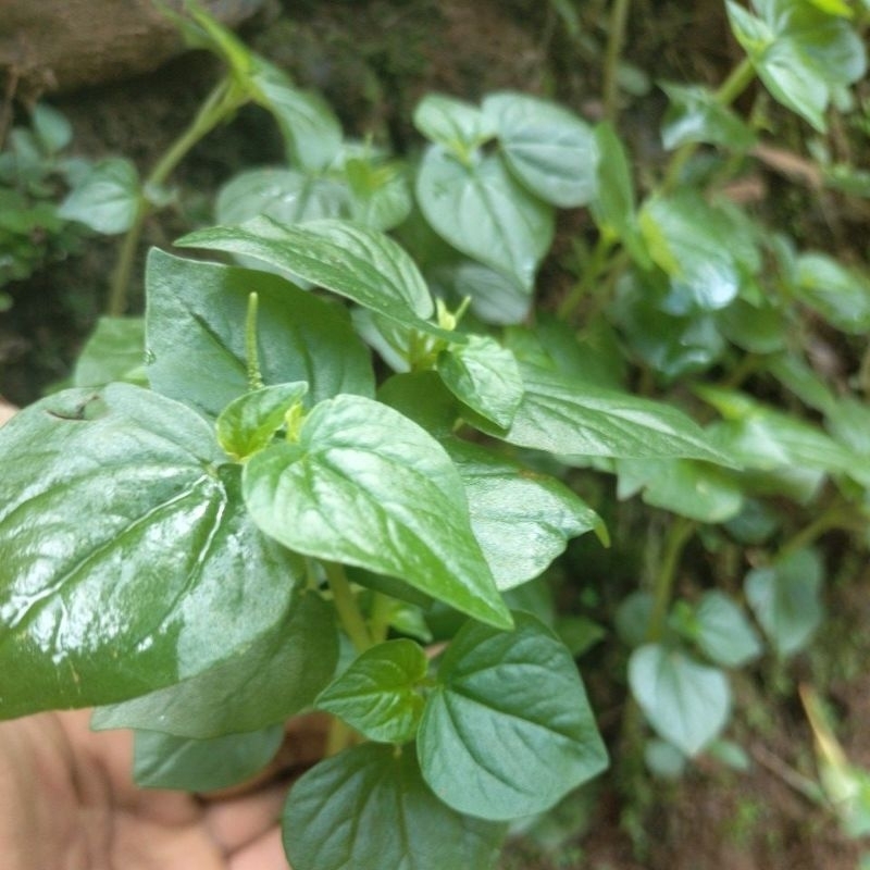 

daun sirih cina 100g