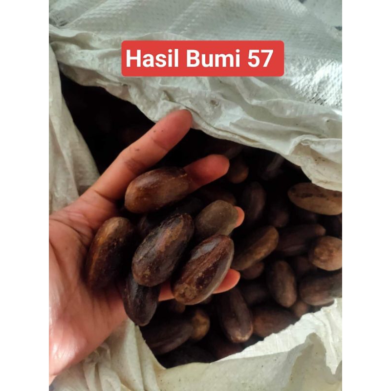 

Pala Lonjong Pilihan