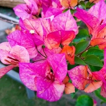 Bugenvil Arjuna Bougenville Import Jenis Arjuna