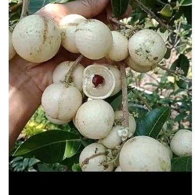 Bibit kelengkeng matalada berbunga