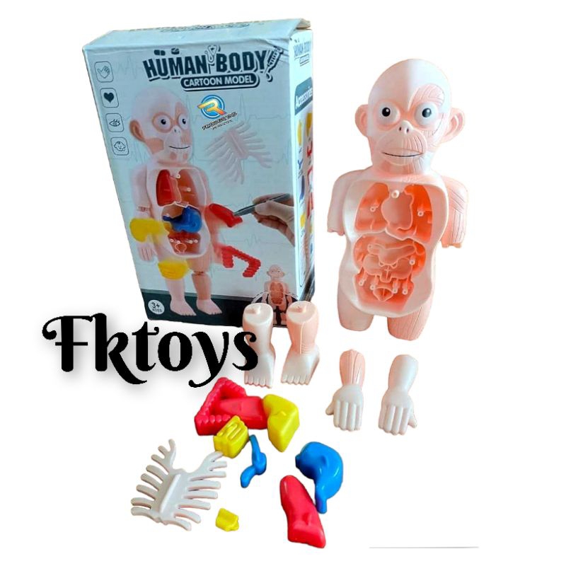 Mainan Edukasi Human body bagian tubuh