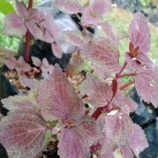 Tanaman Herbal Miana Iler / Jawer Kotok / Tanaman Herbal Bibit Miana Iler