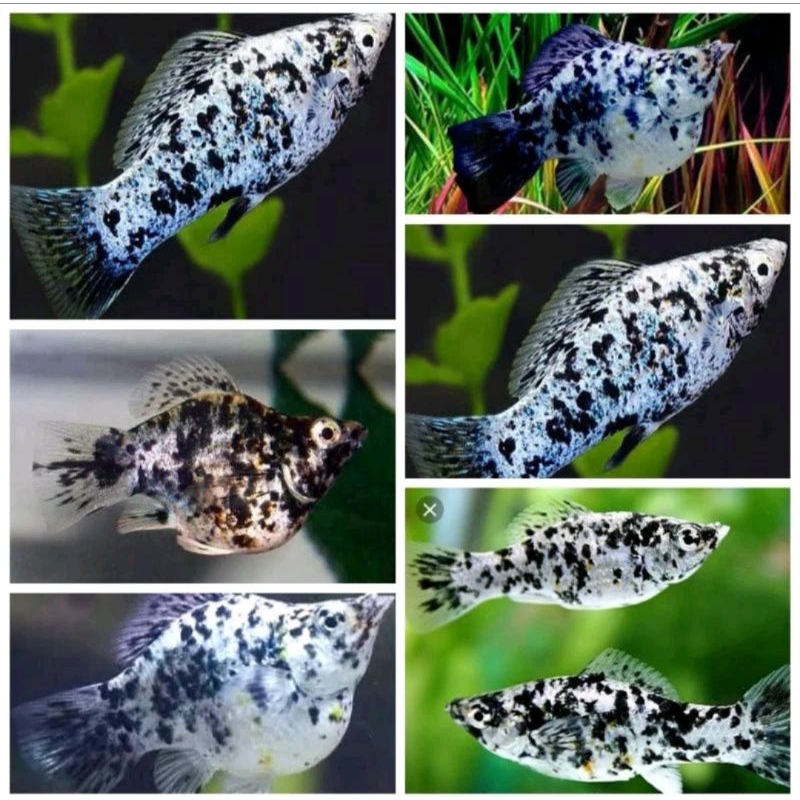 ikan molly marble/ ikan hias aquarium aquascape/ikan molly balon/ikan molly termurah/molly putih
