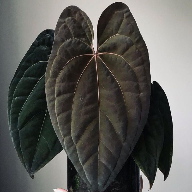 anthurium baby hybird-anakan anthurium hybird 2-4 daun