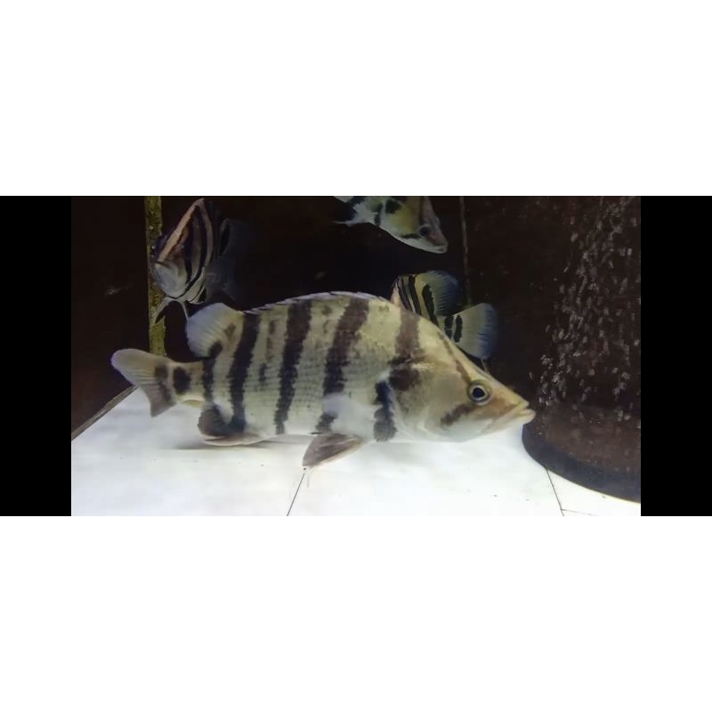 Datz Datznoid Silver 24cm