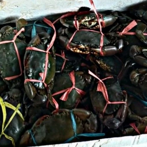 

kepiting frozen 500 up