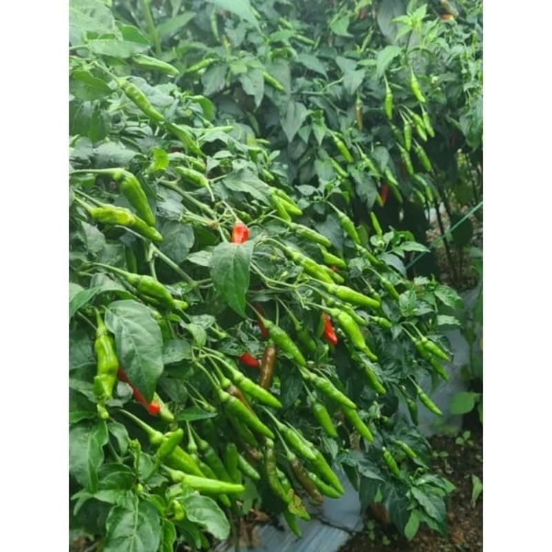 ID BIBIT CABE LOKAL RAWIT SIRAMOS 15GRAM