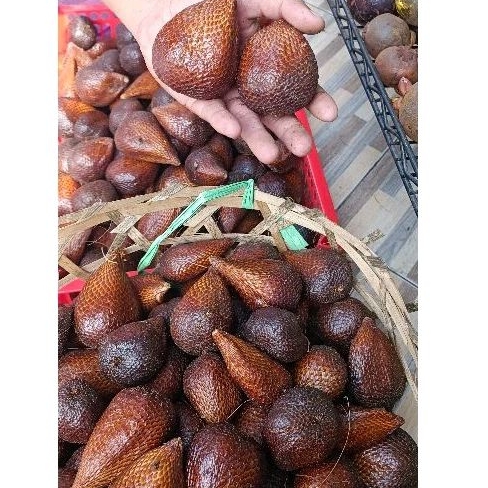 

salak pondoh jumbo real pict