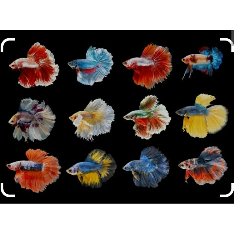 Ikan cupang halfmoon rosetail, ekor lebar warna cantik