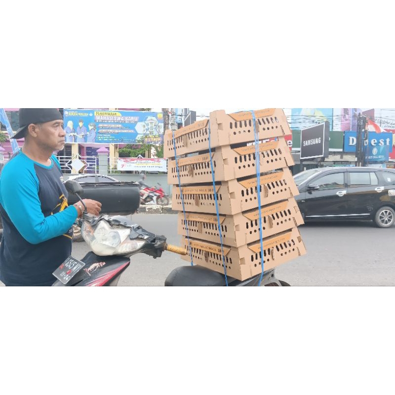 Bibit Ayam Kampung Unggul KUB SUI (Sumber Unggas Internasional)