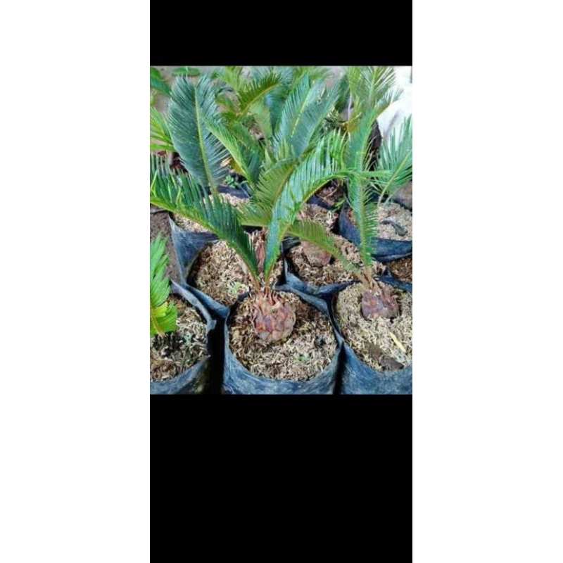 Tanaman Sikas/Mawar Jambe