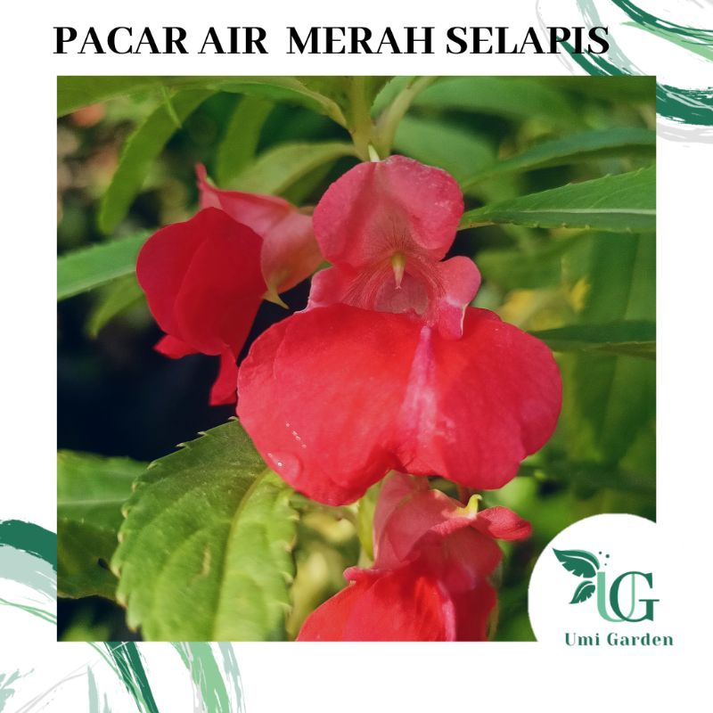 50 Biji Benih Bunga Pacar Air Merah Selapis Impatiens Balsamina