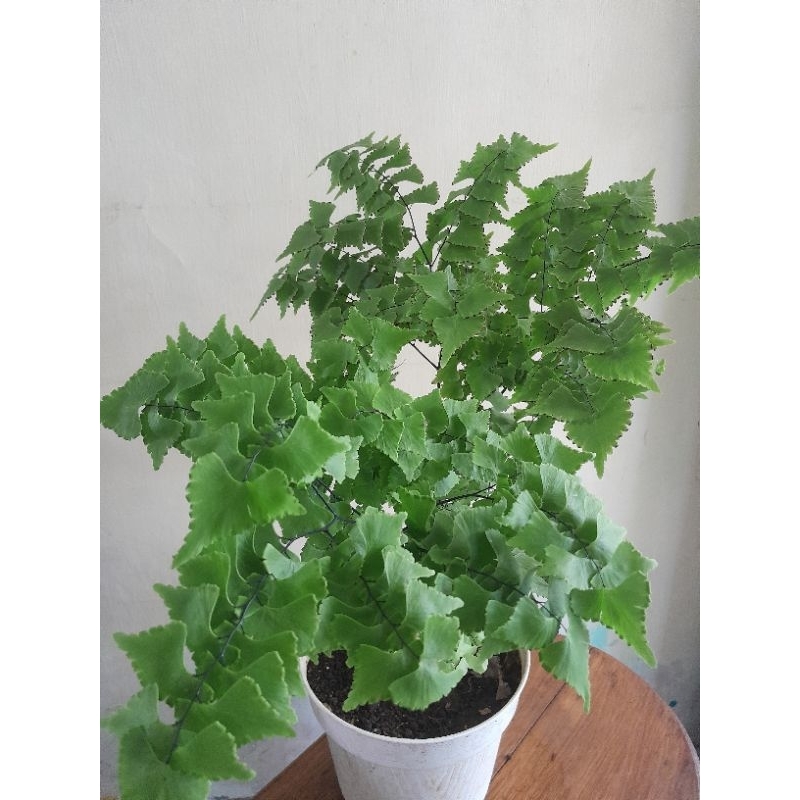 suplir belimbing kalong/suplir mahkota.