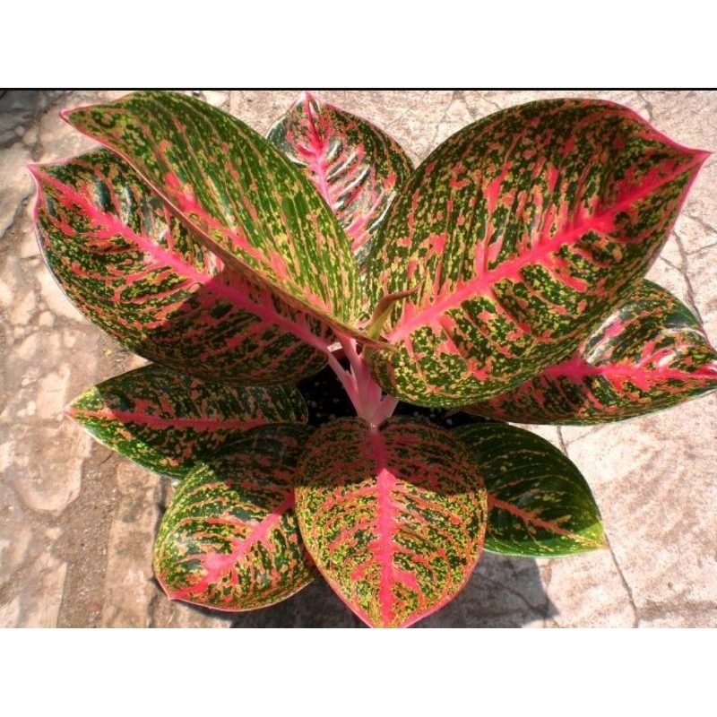 Tanaman Hias Aglonema Tiara/tanaman hias cantik/bunga merah